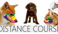 Pet Reflex Therapy Distance Course