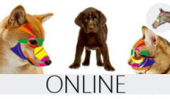 Pet Reflex Therapy Online Course