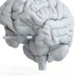 The Brain Thumbnail