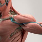 Human anatomy detail of shoulder. Muscle, arteries on plain studio background. Professional lighting.